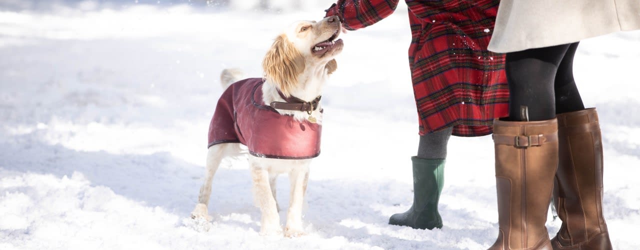 DogChristmasBlog_Header2_1309802